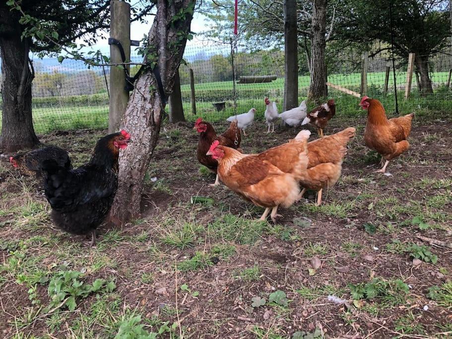 فيلا The Steading At Pitmeadow Farm Dunning المظهر الخارجي الصورة