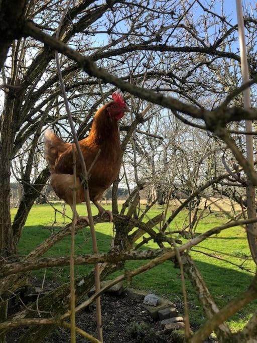 فيلا The Steading At Pitmeadow Farm Dunning المظهر الخارجي الصورة