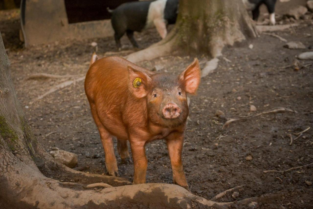 فيلا The Steading At Pitmeadow Farm Dunning المظهر الخارجي الصورة